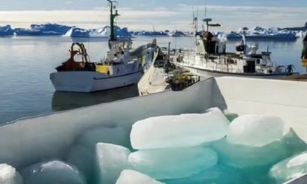 Стартап Arctic Ice наладил поставки арктического льда в бары Дубая и ОАЭ