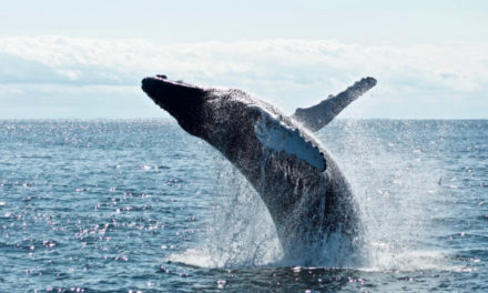 Ethereum Whale купил ETH на 187 миллионов долларов за 3 дня, ожидая дальнейшего роста