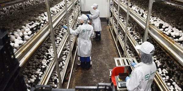 РФ стала третьим крупнейшим производителем грибов в Европе