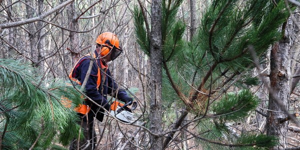 СП предлагает пересмотреть плату за использование лесных участков