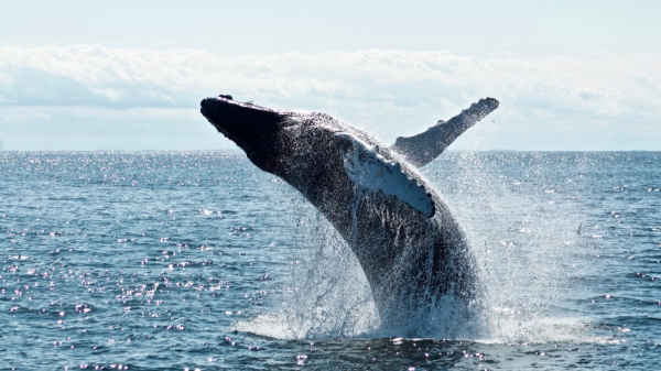 Ethereum Whale купил ETH на 187 миллионов долларов за 3 дня, ожидая дальнейшего роста Ethereum Whale купил ETH на 187 миллионов долларов за 3 дня, ожидая дальнейшего роста